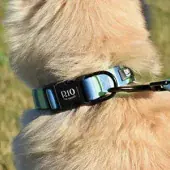 Collares rnn61qekfyvr9ffaa4ynynq0q7xs7edw4av1dmnxus
