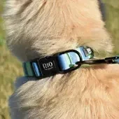 Collares rnn61qekfyvr9ffaa4ynynq0q7xs7edw4av1dmnxus